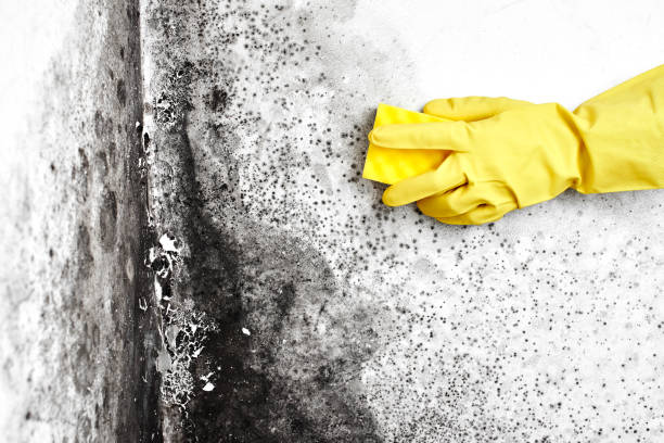Best Emergency Mold Removal  in Talent, OR