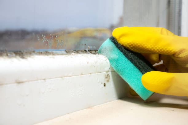 Best Mold Damage Repair  in Talent, OR