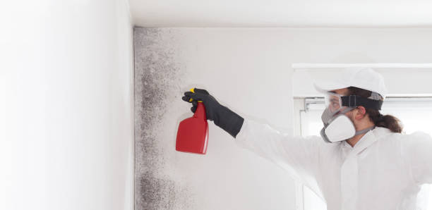 Attic Mold Removal in Talent, OR