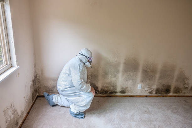 Best Commercial Mold Removal  in Talent, OR